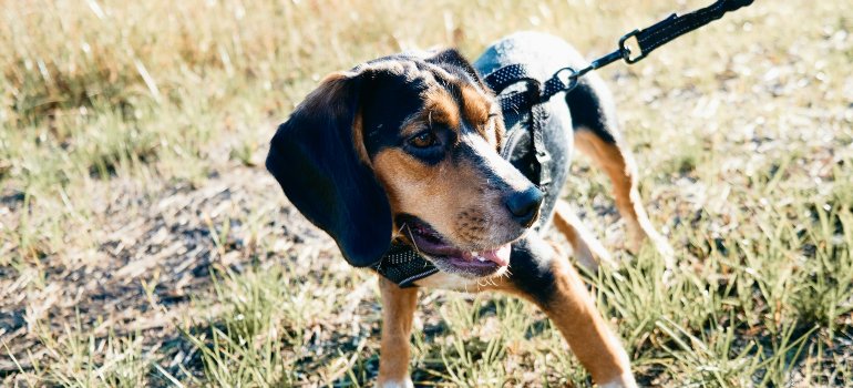 a dog walking in nature