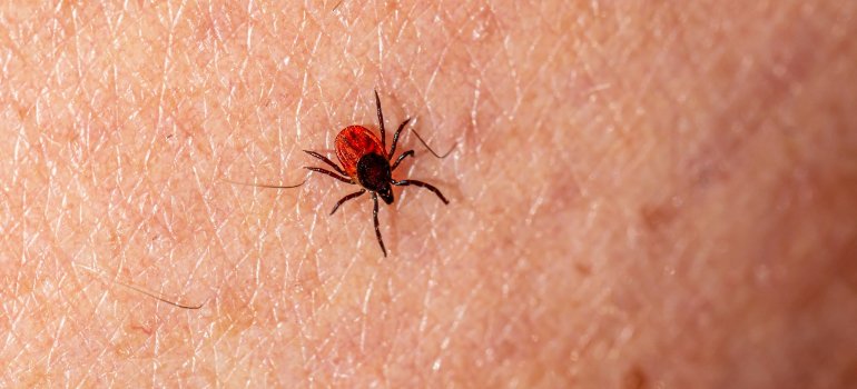 A tick on a person's skin increases the risk of contracting Lyme disease.