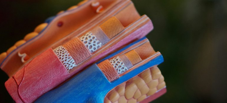 Поперечный разрез коронарной артерии как наглядный пример того, как и почему образуются кровяные сгустки