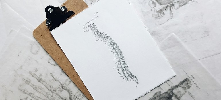Drawing of the spine
