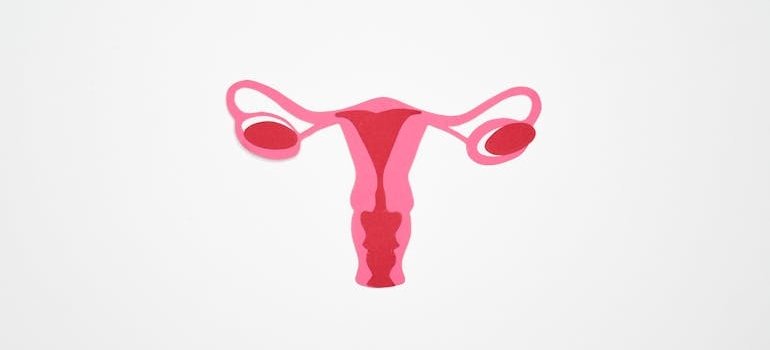 Иллюстрация женской репродуктивной системы и поликистозных яичников